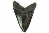Serrated, Fossil Megalodon Tooth - Georgia #135922-1